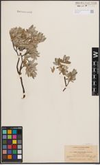 Foto von Salix desertorum Richardson